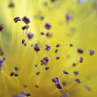 Buy canvas prints of  Pollen Pod Points by Brian  Raggatt
