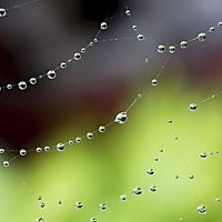 Buy canvas prints of  Wonder Web Droplets by Brian  Raggatt