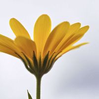 Buy canvas prints of  Yellow Daisy Flower by Brian  Raggatt
