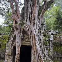 Buy canvas prints of  Angkor Temple Ta Prohm Siem Reap Cambodia by Brian  Raggatt