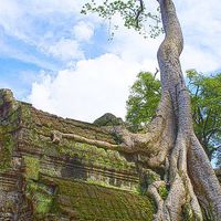 Buy canvas prints of  Angkor Temple Tree Roots by Brian  Raggatt