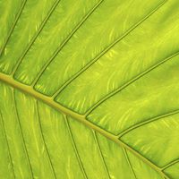 Buy canvas prints of  Tropical Leaf Vein Abstract by Brian  Raggatt
