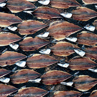 Buy canvas prints of Sardines on Rack by Eva Kato