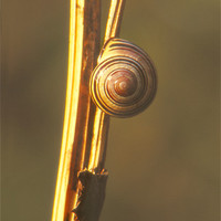 Buy canvas prints of Snail on Twig by Eva Kato