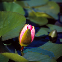 Buy canvas prints of Pink Water Lily Bud by Eva Kato
