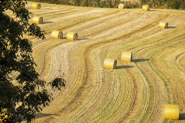 Rolled bales of straw, Ireland Picture Board by Phil Crean