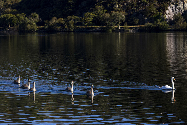 Swan and signets on Llyn Pardan lake Llanberis Wal Picture Board by Phil Crean