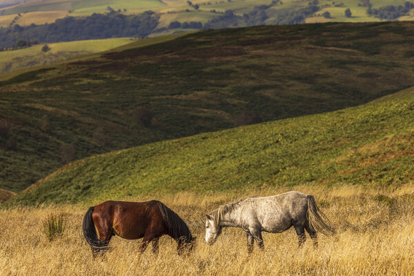 Wild horses Shropshire Hills Picture Board by Phil Crean