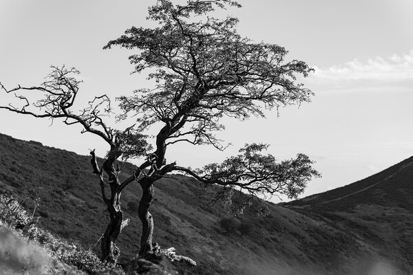 Lone tree Shropshire Hills Picture Board by Phil Crean