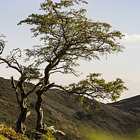 Buy canvas prints of Lone tree Shropshire Hills by Phil Crean