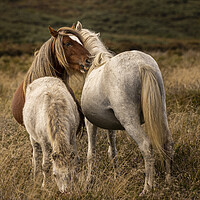 Buy canvas prints of Intimate moment as horses nuzzle Shropshire by Phil Crean