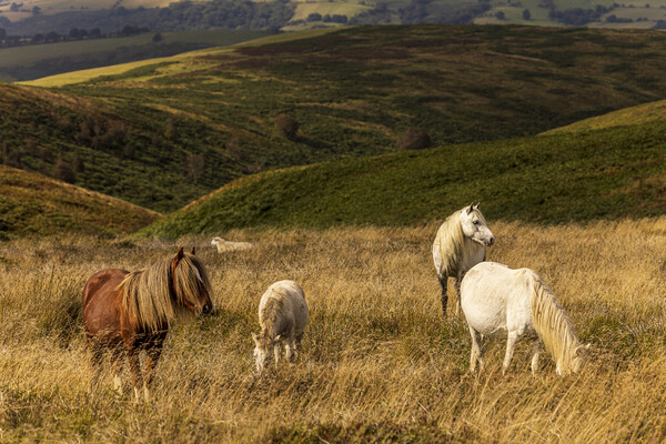 Wild horses grazing on the Long Mynd Shropshire Picture Board by Phil Crean