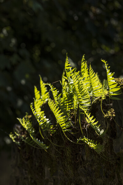Backlit fern leaves Picture Board by Phil Crean