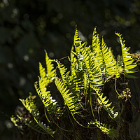 Buy canvas prints of Backlit fern leaves by Phil Crean
