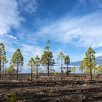 Buy canvas prints of Canarian pine trees in a row, Tenerife by Phil Crean
