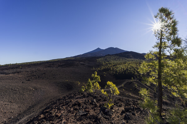 Sunburst through Canarian pine and mount Teide Picture Board by Phil Crean