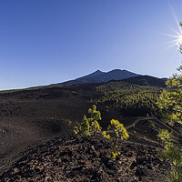 Buy canvas prints of Sunburst through Canarian pine and mount Teide by Phil Crean
