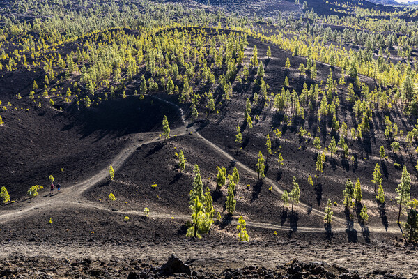 Paths through the Teide national park Tenerife Picture Board by Phil Crean