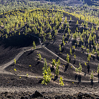 Buy canvas prints of Paths through the Teide national park Tenerife by Phil Crean