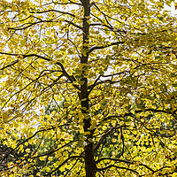 Buy canvas prints of Linden tree in autumn by Phil Crean
