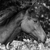 Buy canvas prints of Horse head in profile by Phil Crean