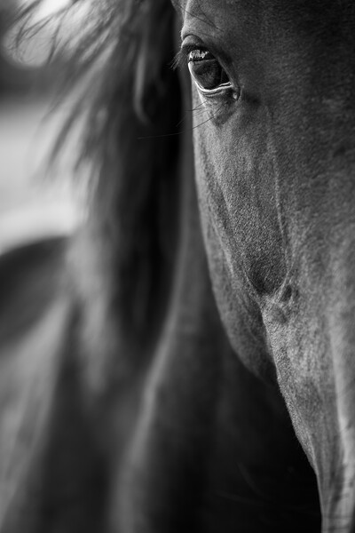 Horses eye close up Picture Board by Phil Crean