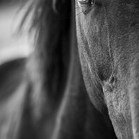 Buy canvas prints of Horses eye close up by Phil Crean