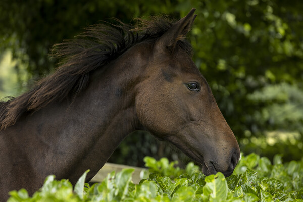 Horse head in profile Picture Board by Phil Crean