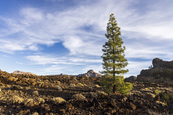 Canarian pine tree, Tenerife Picture Board by Phil Crean