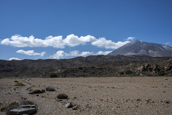 Mount Teide national park Tenerife Picture Board by Phil Crean