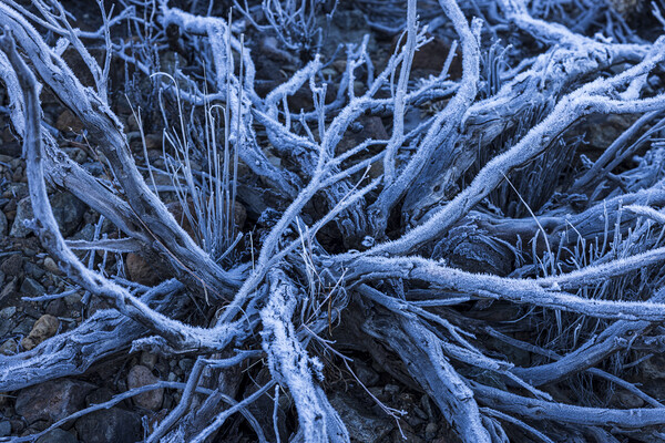 Frost and ice on dead shrub Tenerife Picture Board by Phil Crean