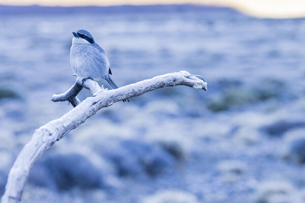 Grey shrike on frosty morning, Tenerife Picture Board by Phil Crean