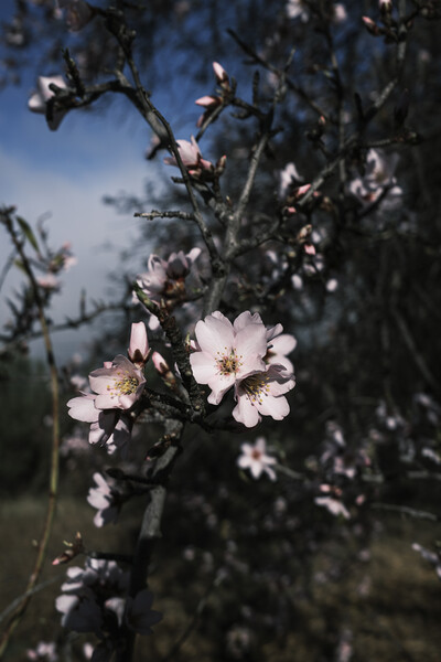 Almond flower Tenerife Picture Board by Phil Crean
