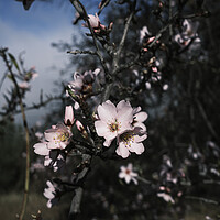 Buy canvas prints of Almond flower Tenerife by Phil Crean