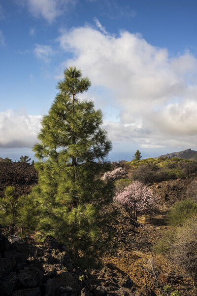 Pine and almond tree in flower Tenerife Picture Board by Phil Crean