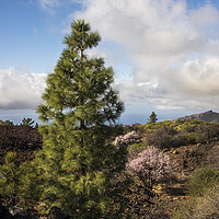 Buy canvas prints of Pine and almond tree in flower Tenerife by Phil Crean