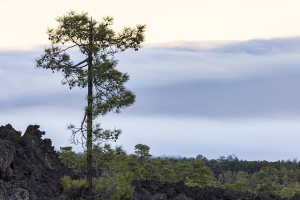 Canarian pine above the clouds Tenerife Picture Board by Phil Crean