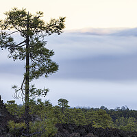 Buy canvas prints of Canarian pine above the clouds Tenerife by Phil Crean