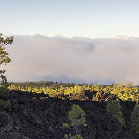 Buy canvas prints of Canarian pine above the clouds Tenerife by Phil Crean