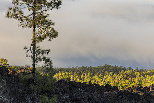 Canarian pine above the clouds Tenerife Picture Board by Phil Crean