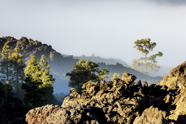 Pines and volcanic landscape in the mist Tenerife Picture Board by Phil Crean