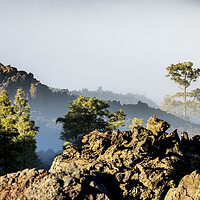 Buy canvas prints of Pines and volcanic landscape in the mist Tenerife by Phil Crean