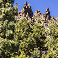 Buy canvas prints of Canarian pine trees and volcanic landscape Tenerife by Phil Crean