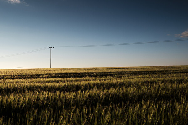 Cornfield at dusk with telegraph pole Picture Board by Phil Crean