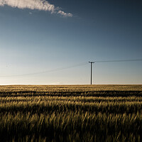 Buy canvas prints of Cornfield at dusk with telegraph pole by Phil Crean