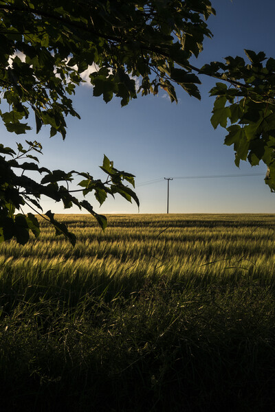 Cornfield at dusk with telegraph pole and leaves Picture Board by Phil Crean