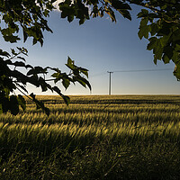 Buy canvas prints of Cornfield at dusk with telegraph pole and leaves by Phil Crean