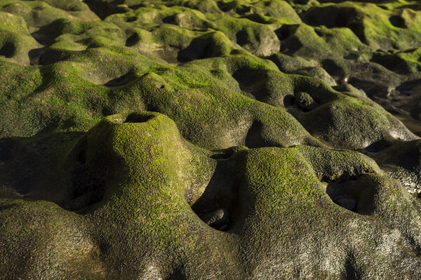 Green algae on rock formation, El Medano, Tenerife Picture Board by Phil Crean