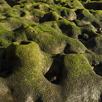 Buy canvas prints of Green algae on rock formation, El Medano, Tenerife by Phil Crean