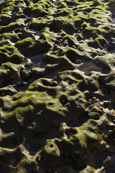 Green algae over rocks, El Medano, Tenerife Picture Board by Phil Crean